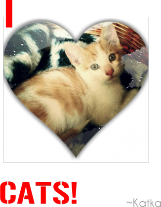 I love CATS!