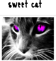 kubek-sweet cat