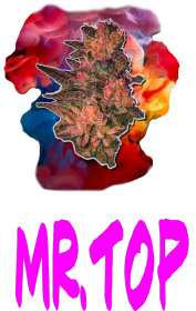 Mr.Top