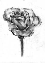 The beauty of the rose