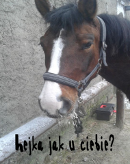 Podkładka pod mysz - koń huculski