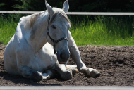Kubek - sweet horses