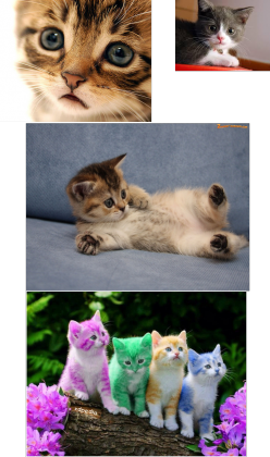 Koszulka koteczki dla mniejszych