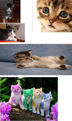 Koszulka koteczki dla mniejszych