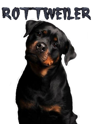 bluza rottweiler