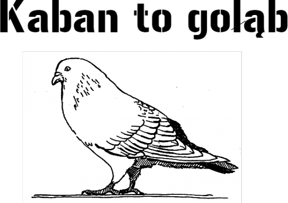 Gołąb