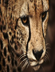 kubek leopard