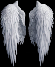 Archangel's wings. Gabriel.
