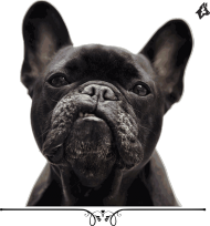 BasiaTheDog - Eko torba "Dog Ears"