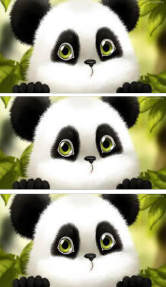 Słodkie pandy
