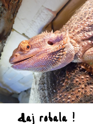Agama Brodata