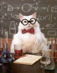 Chem Cat 1