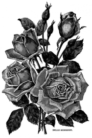 Black roses