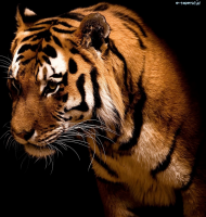 Tygrys#2