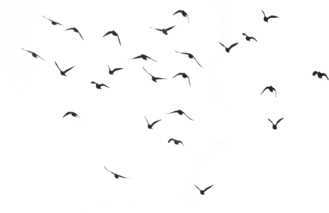 ins 2