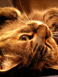 kitty cat :3