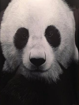 Bluza z kapturem Panda