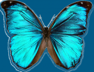Niebieski Motyl Damska Niebieska