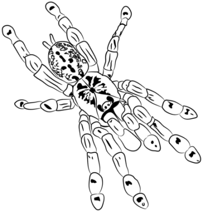 H. maculata tył bluza