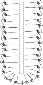 Żabot