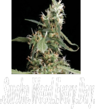 .Smoke.Weed.Every.Day.