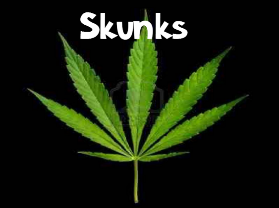 .Smoke.Weed.Every.Day.