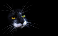 kot łatka-czarno-biała