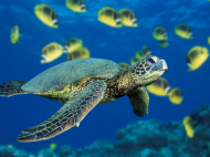 żółw Morski