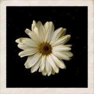 FLOWER - damska, biała