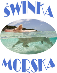 t-shirt świnka morska damski różowy