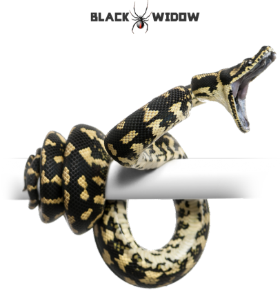 Snake 01 M 01