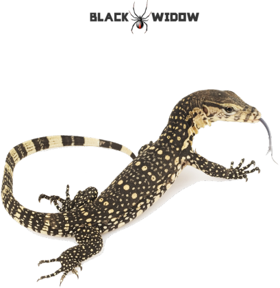 Lizard 01 M 01