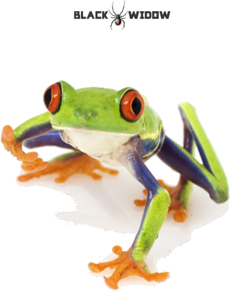 Frog 01 F 01