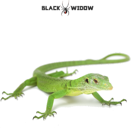 Lizard 03 F 01