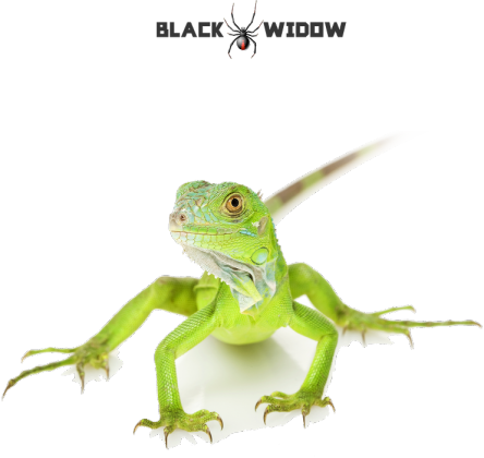 Lizard 04 M 01
