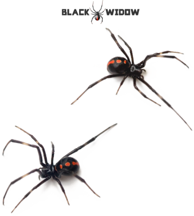 Spider 02 M 01