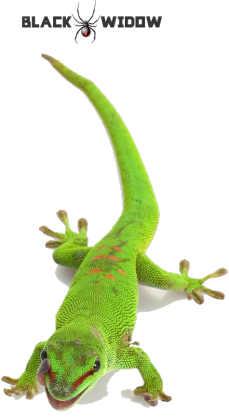 Phelusuma M 01
