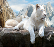 białe lwy