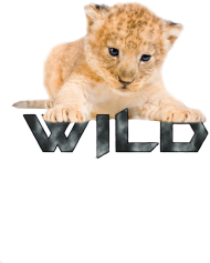 Wild - Lew