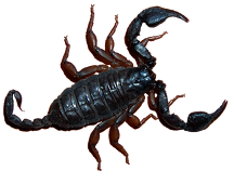 Skorpion