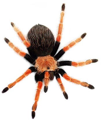 B. boehmei