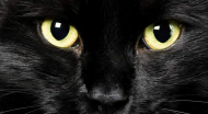 Black Cat