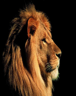 lion tshirt m