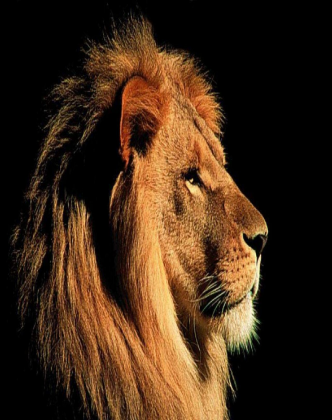 lion tshirt m
