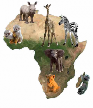 animals AFRICA