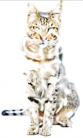 Kot