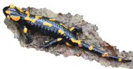 Salamandra - Bieszczady