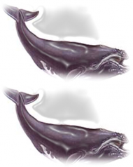 Wieloryb - podkładka pod mysz