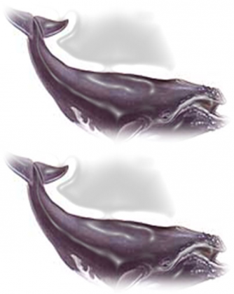 Wieloryb - podkładka pod mysz