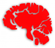 Duży mózg czerwony
